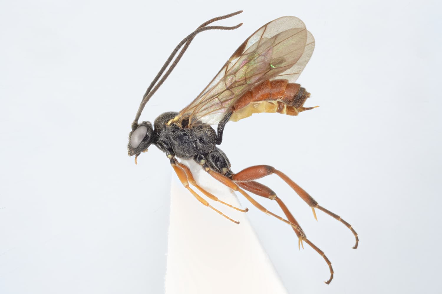 Syntactus delusor