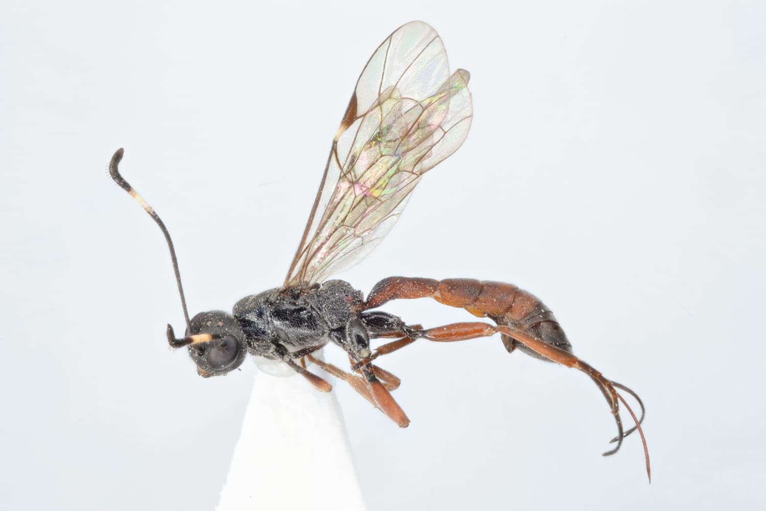 Xorides gravenhorstii