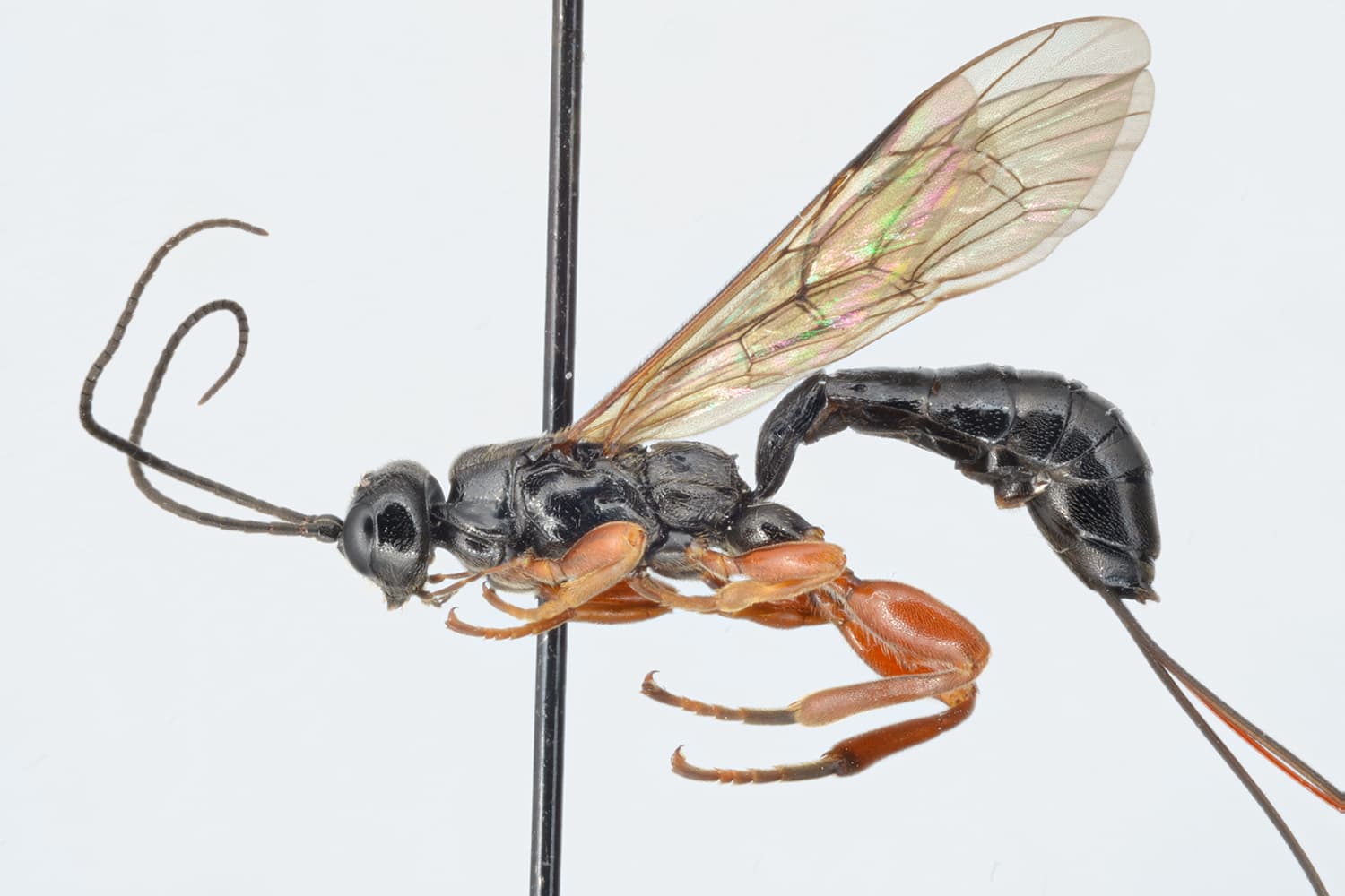 Odontocolon dentipes