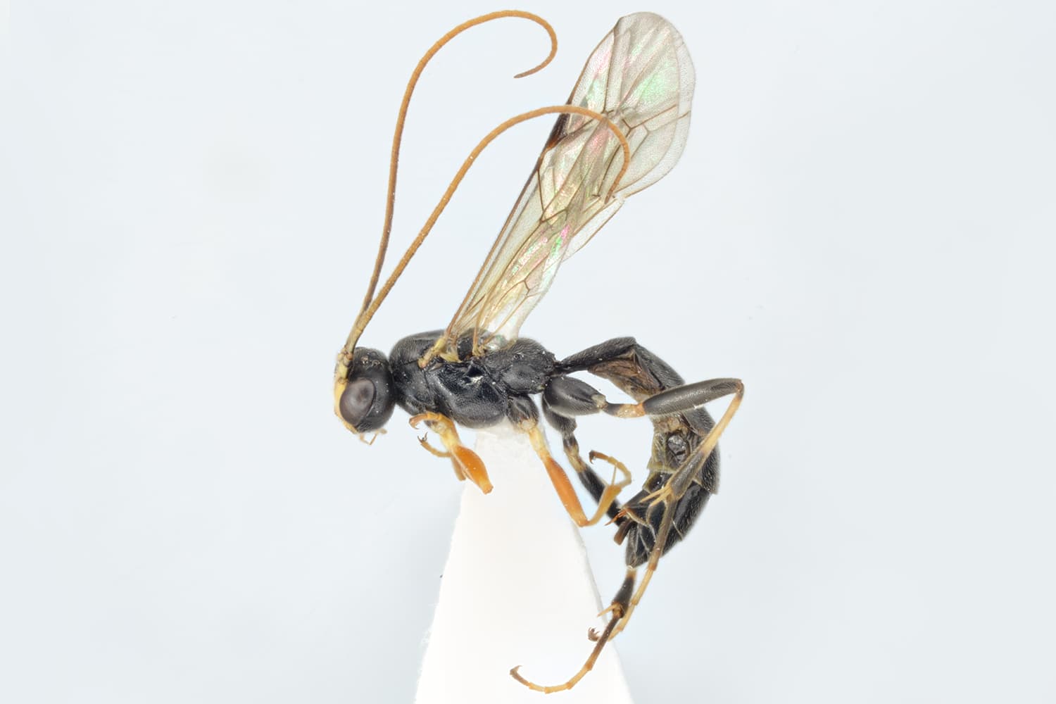 Alexeter niger