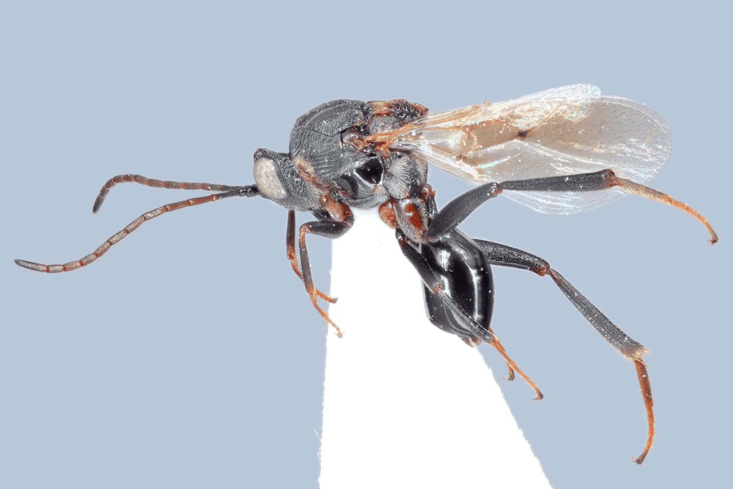Callaspidia dahlbomi
