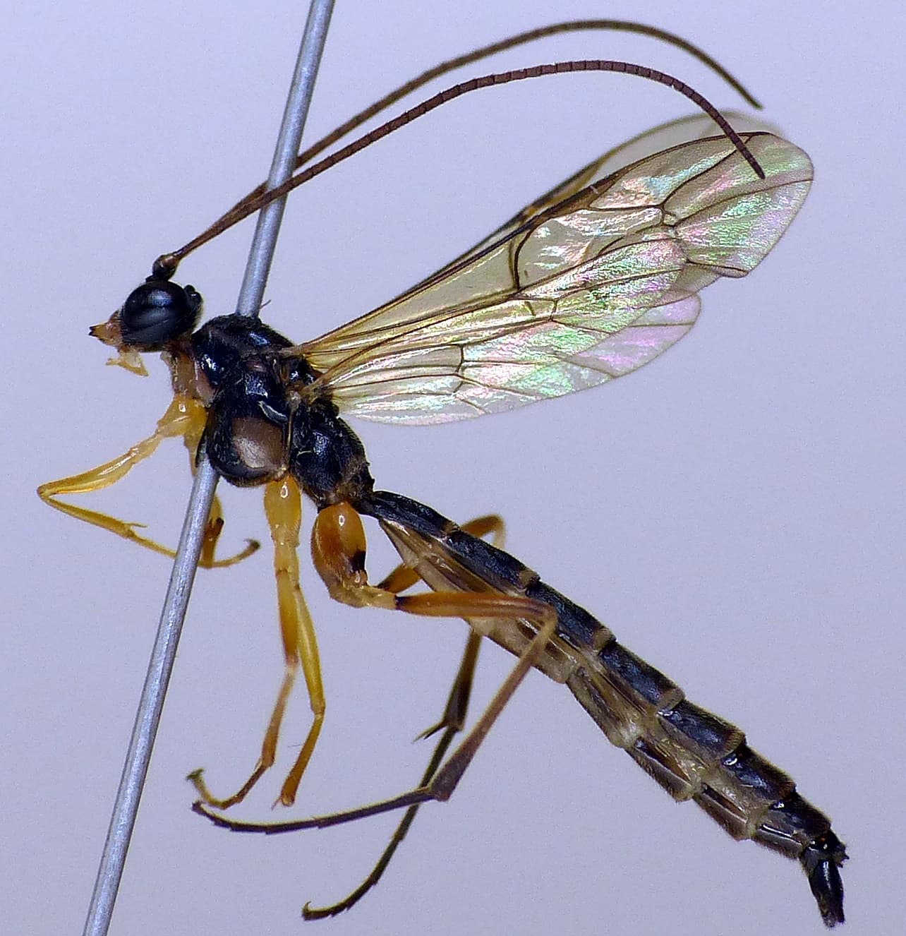 Teleutaea striata