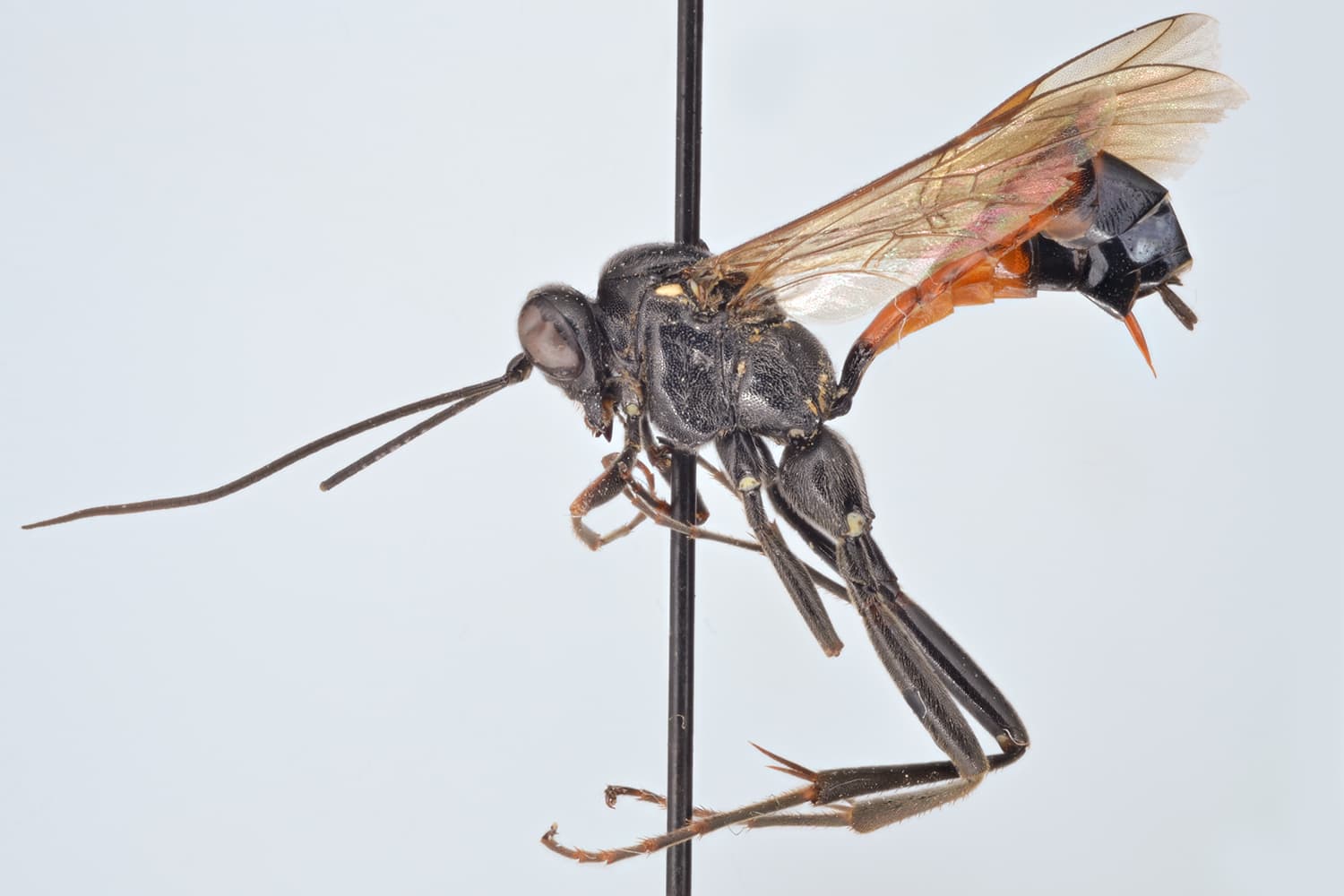 Exetastes sp.