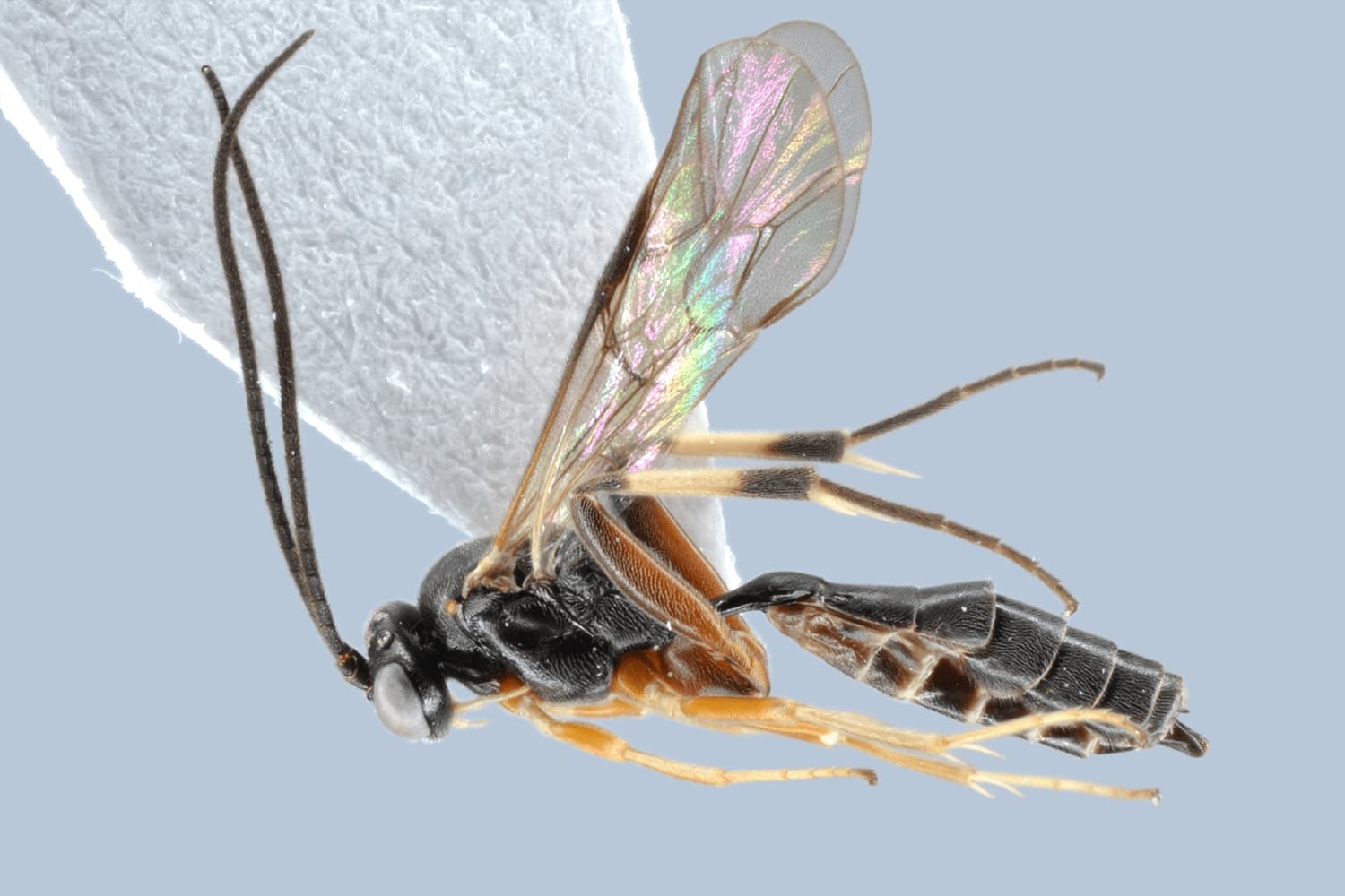 Tranosemella coxalis