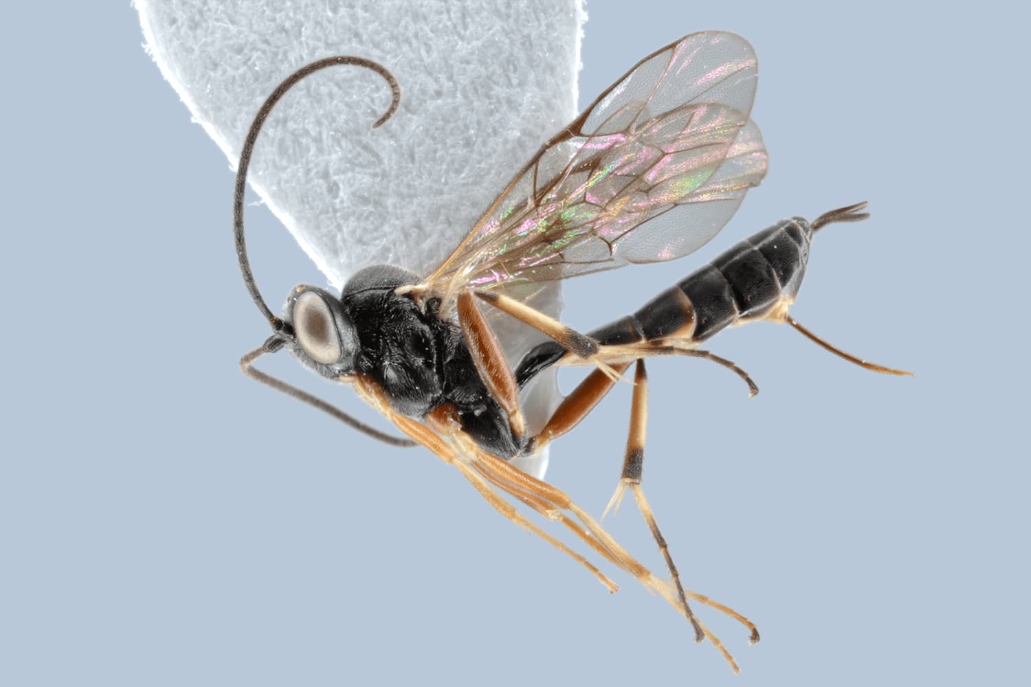 Tranosemella praerogator