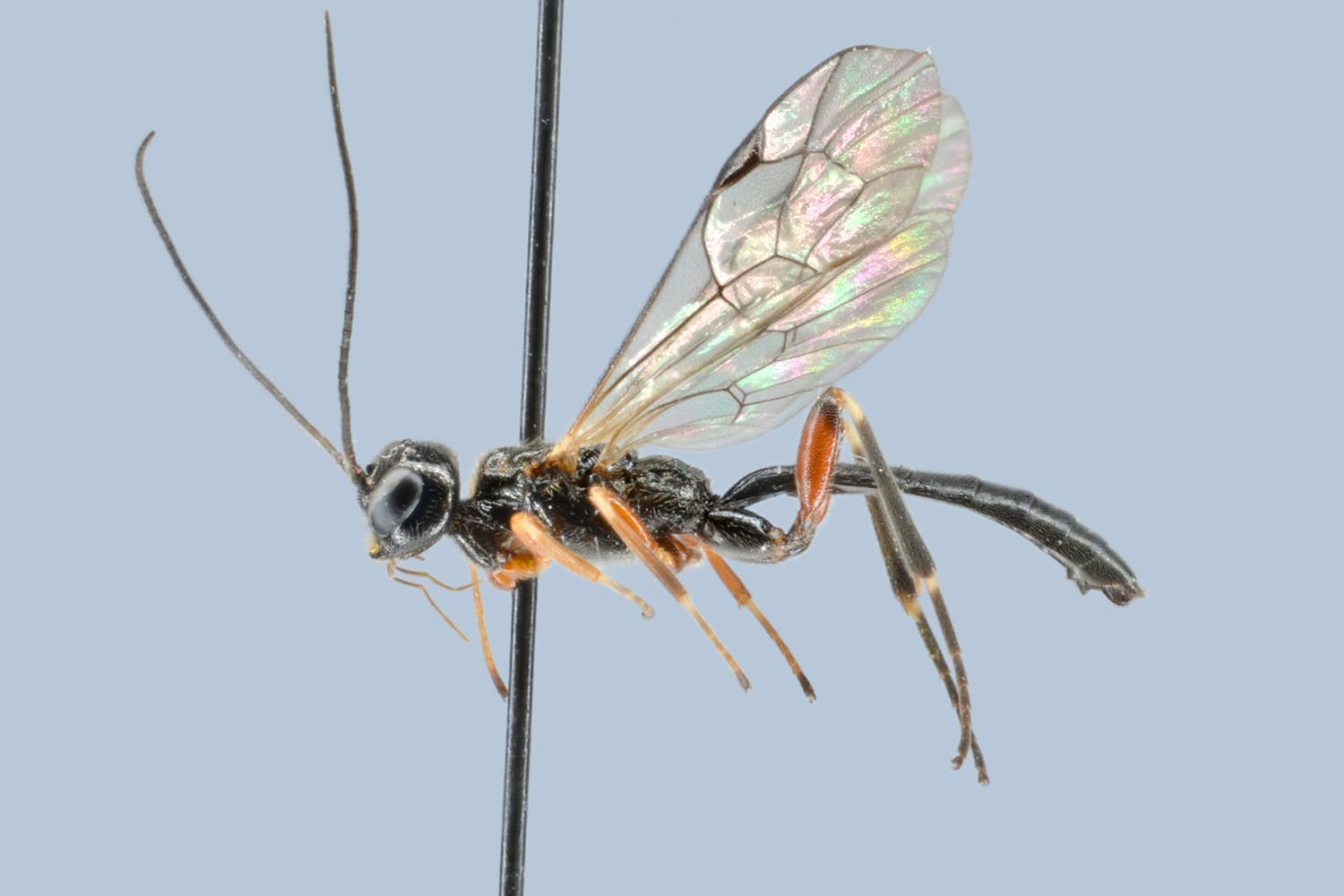 Ischnoceros caligatus