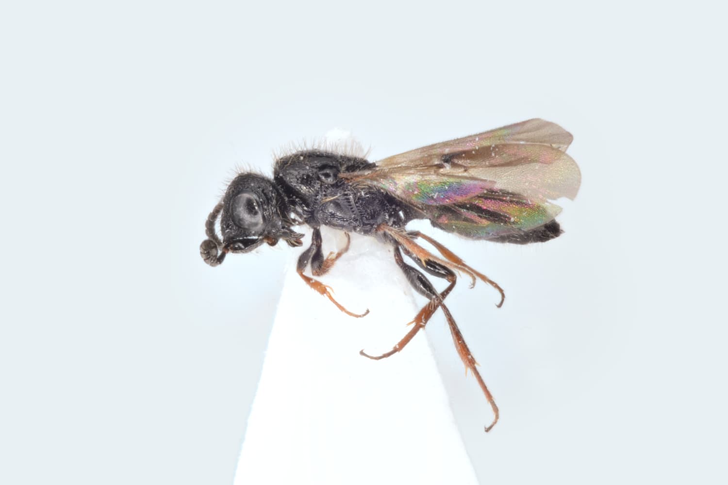 Sparasion lepidum