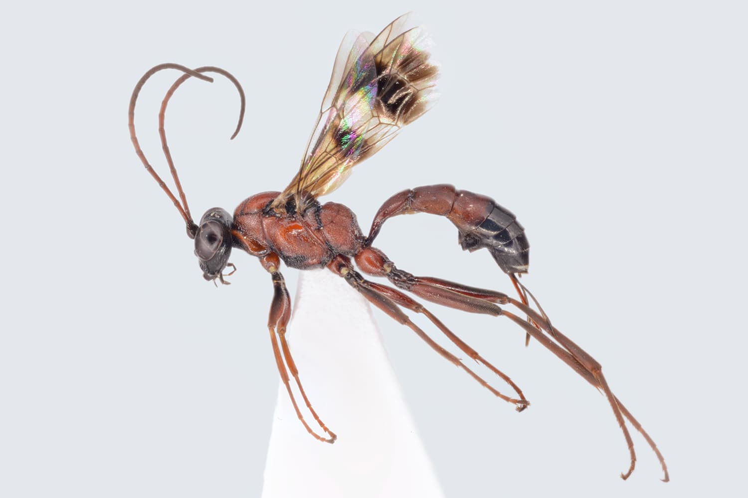 Chirotica maculipennis