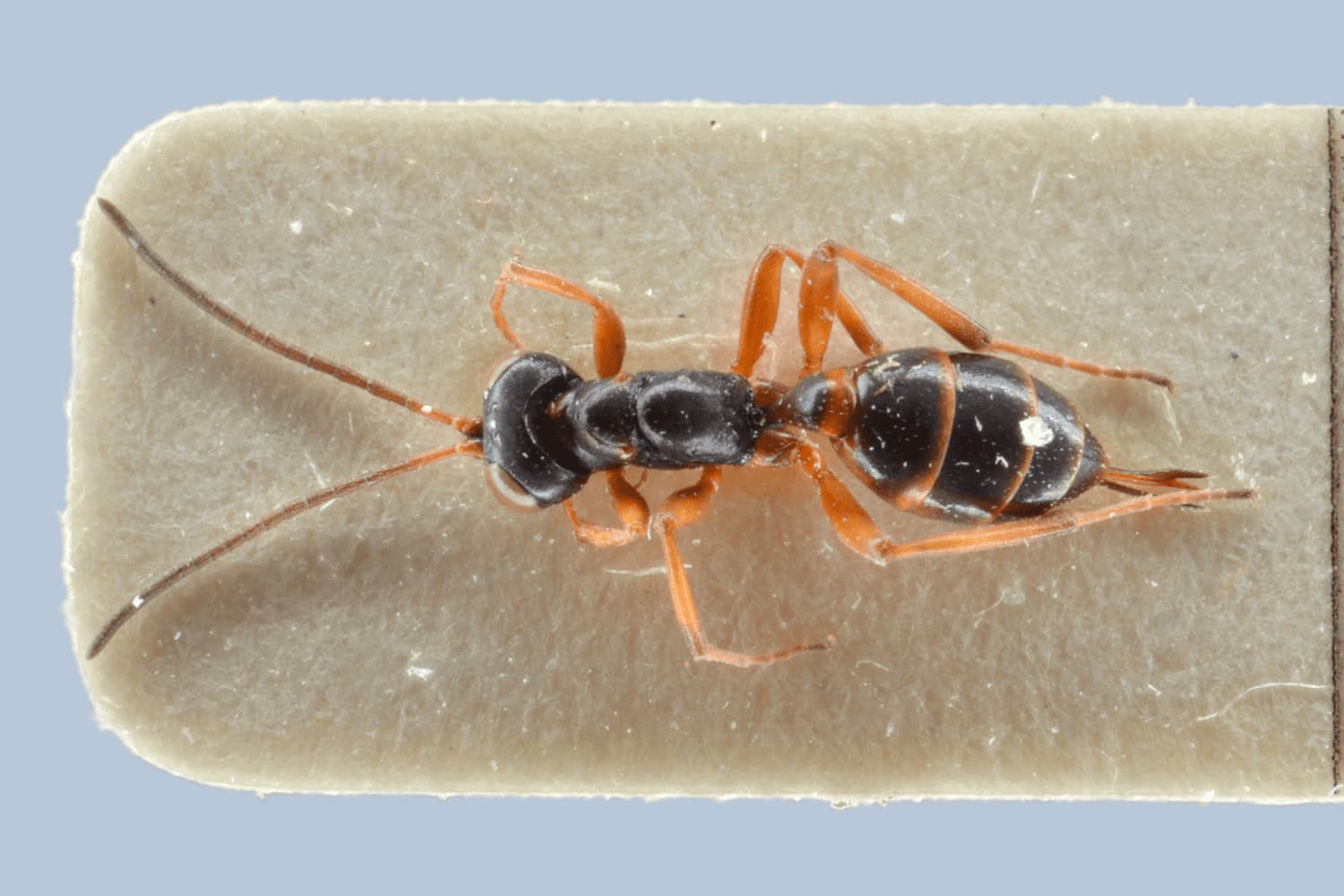Gelis agilis