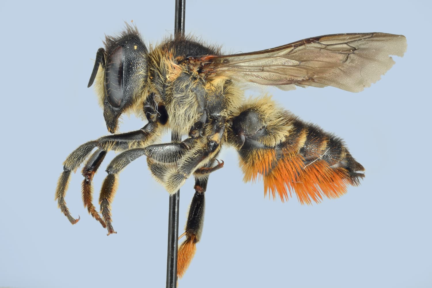 Megachile versicolor