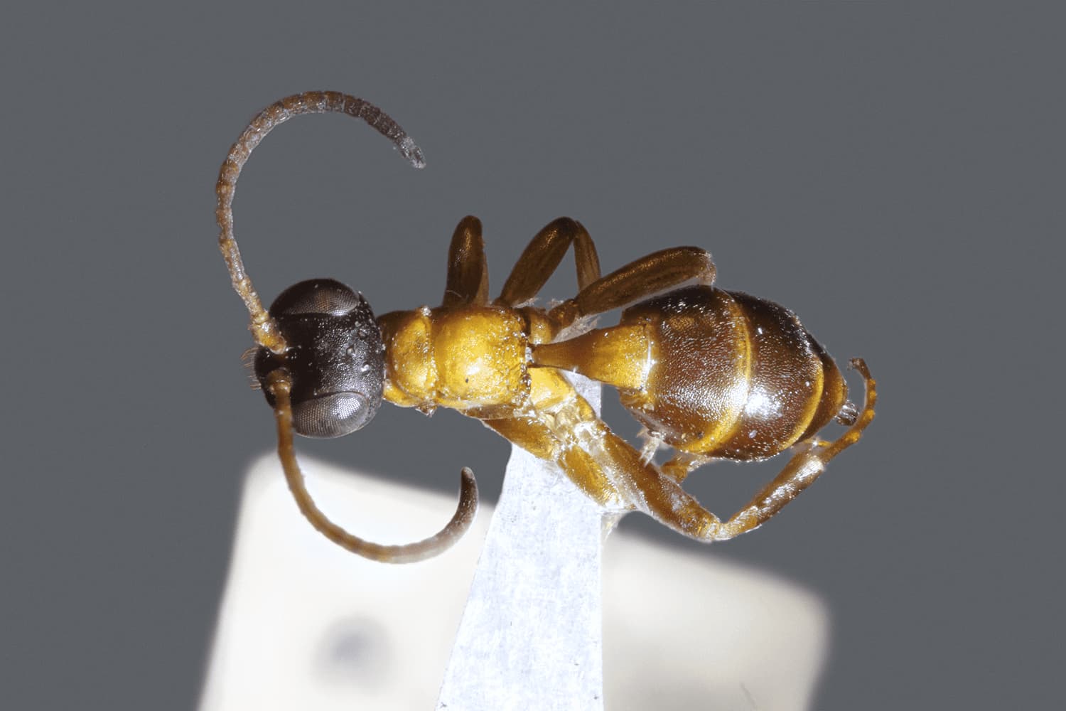 Gelis formicarius