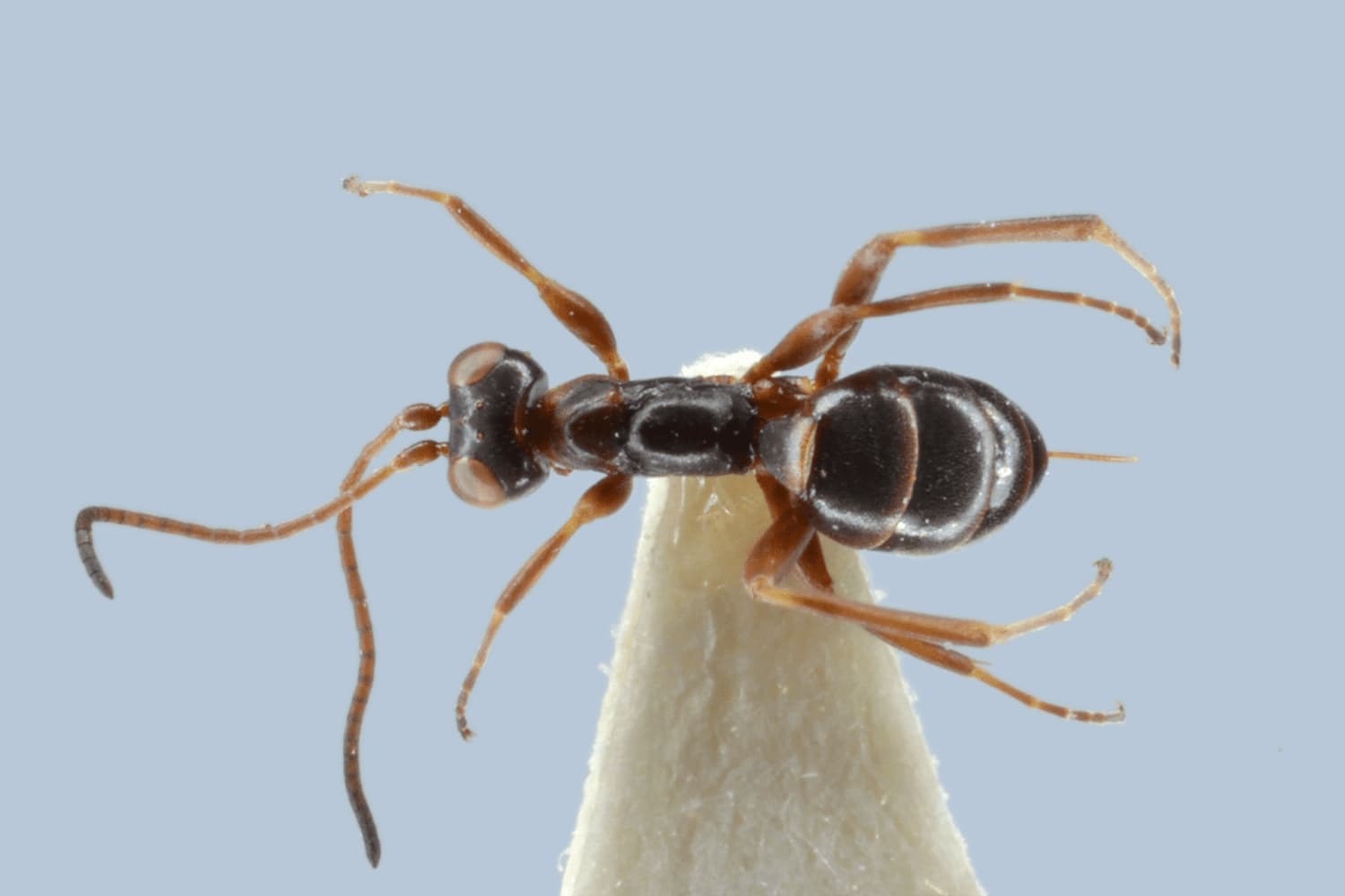 Gelis fuscicornis