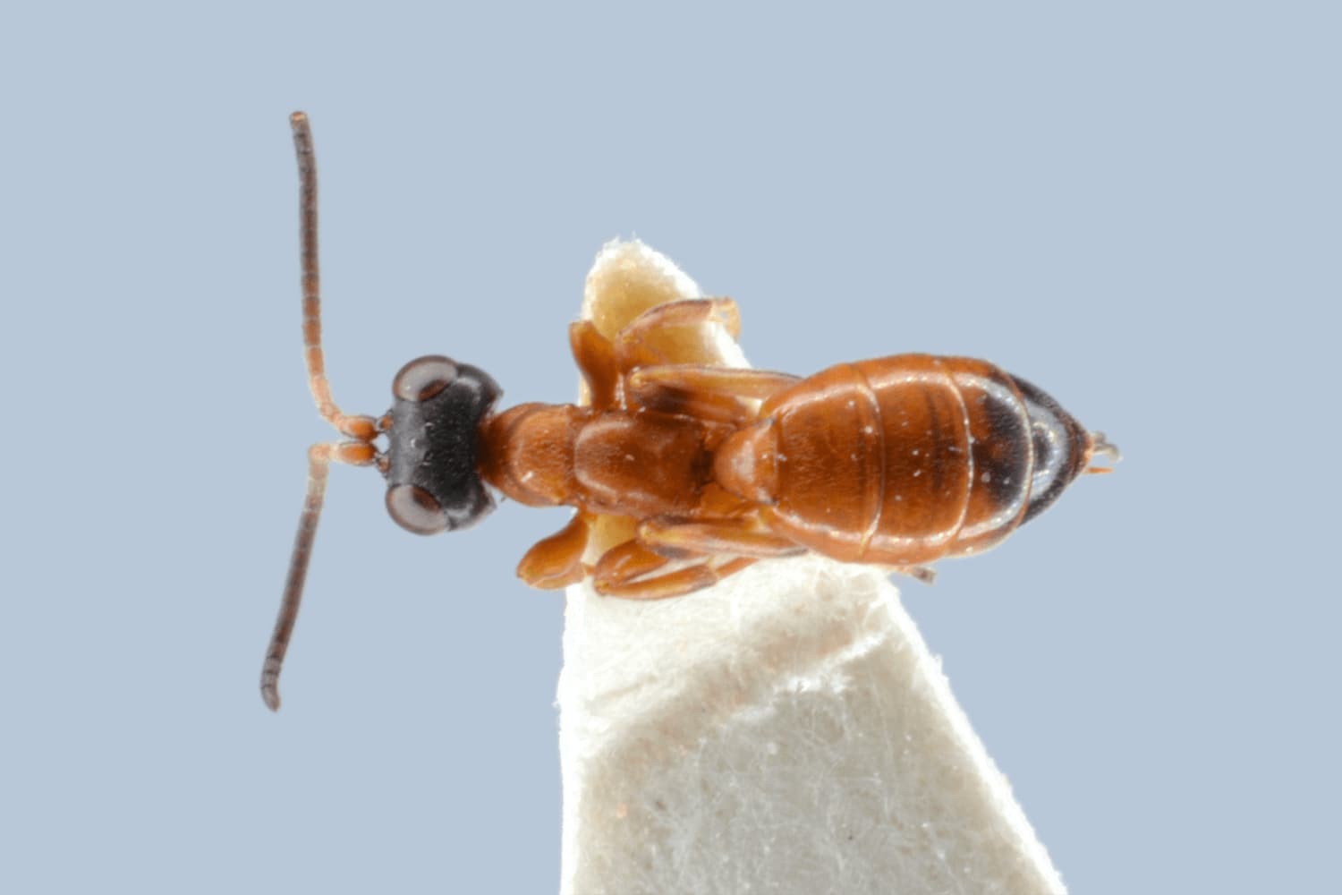 Gelis hortensis