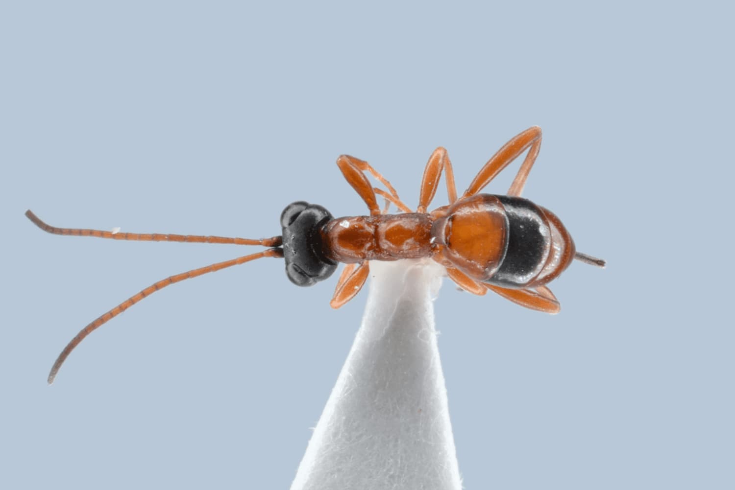 Gelis melanocephalus