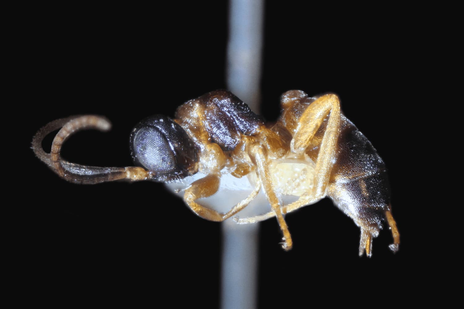 Gelis micrurus