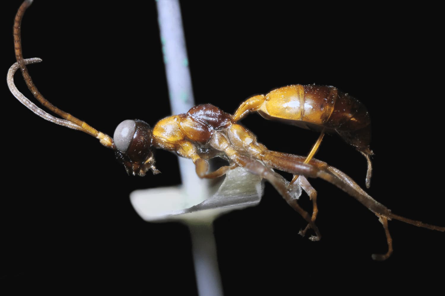 Gelis mutillatus