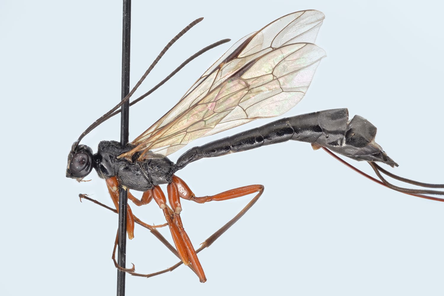 Rhyssella approximator