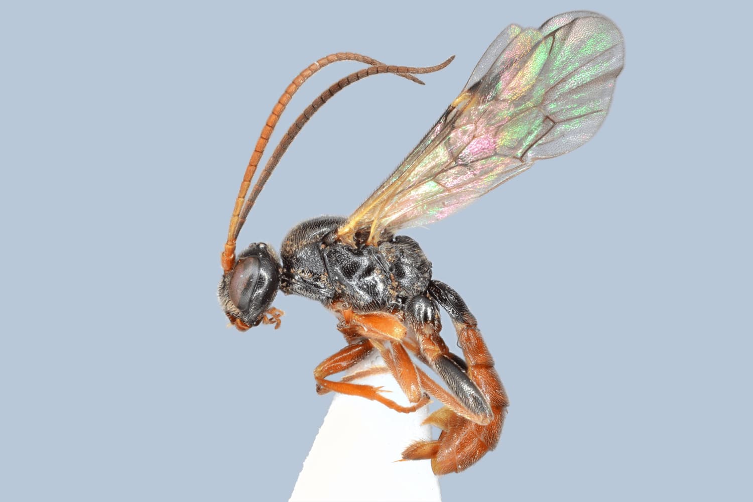 Ctenochira pratensis