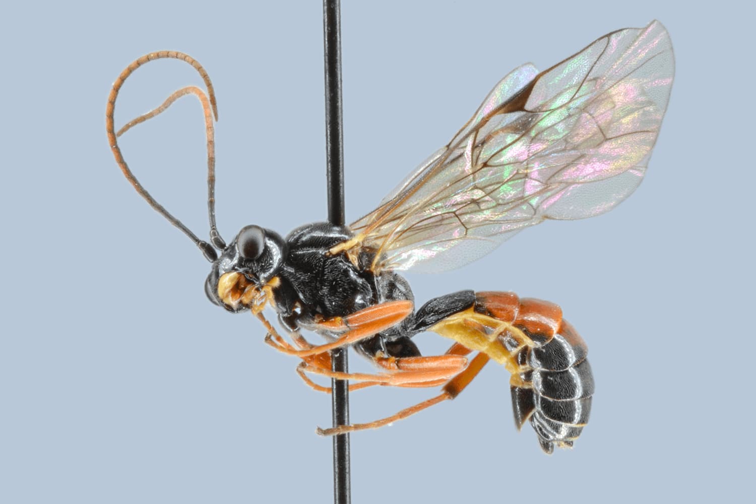 Eridolius flavomaculatus