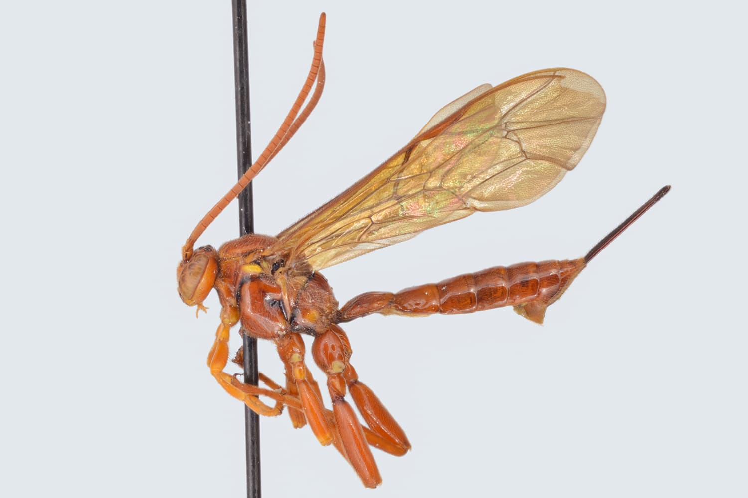 Theronia atalantae
