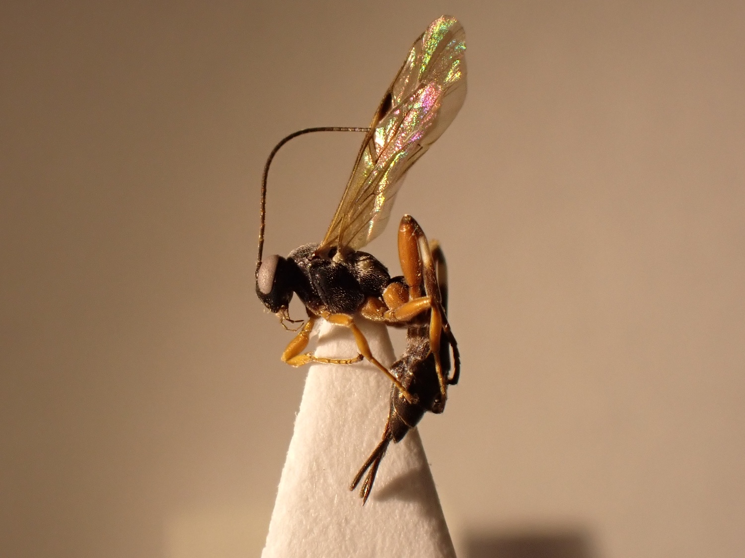 Pimpla flavicoxis