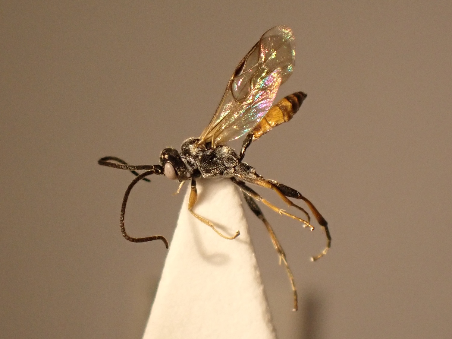 Polytribax arrogans