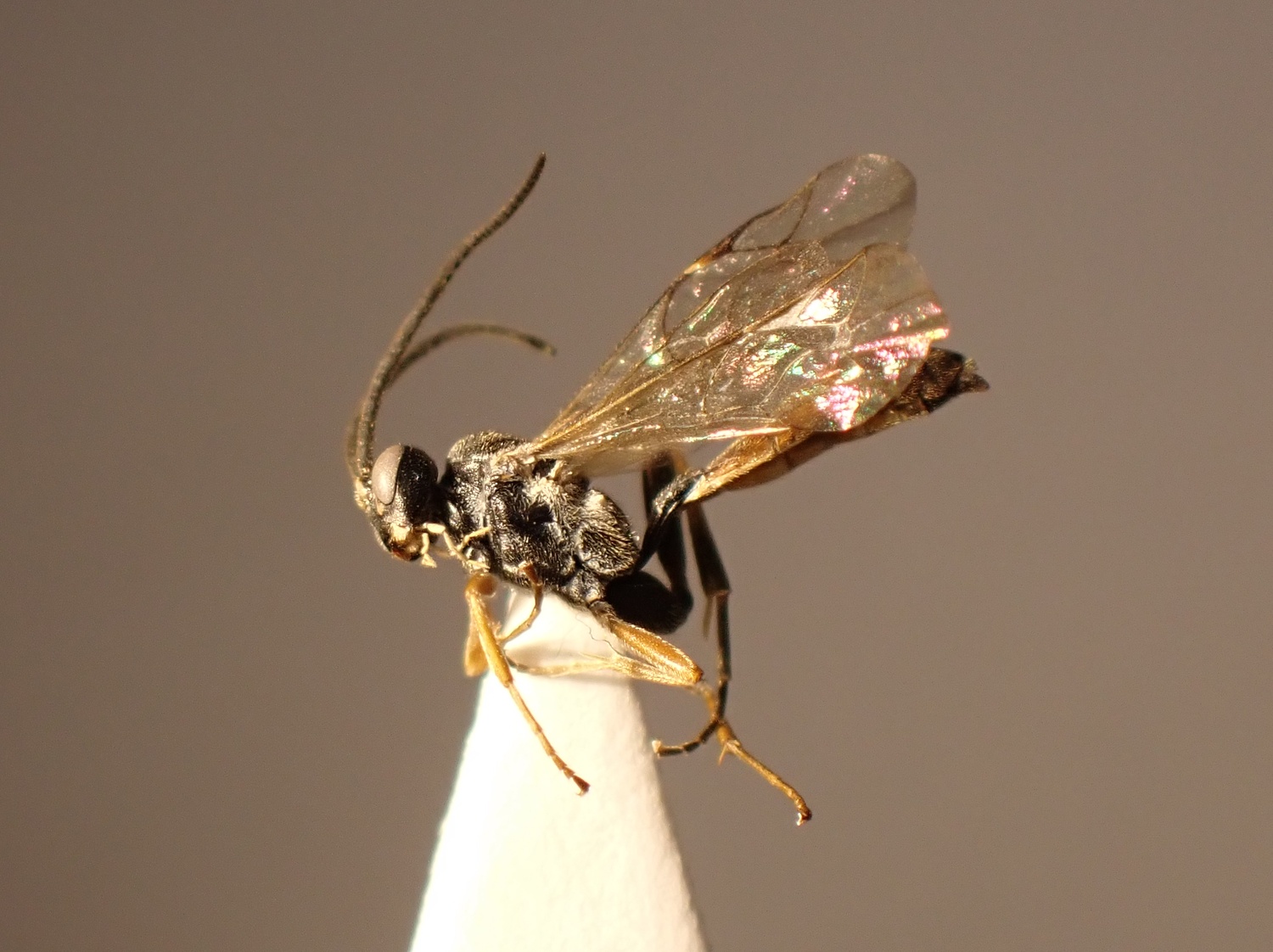 Pleolophus brachypterus