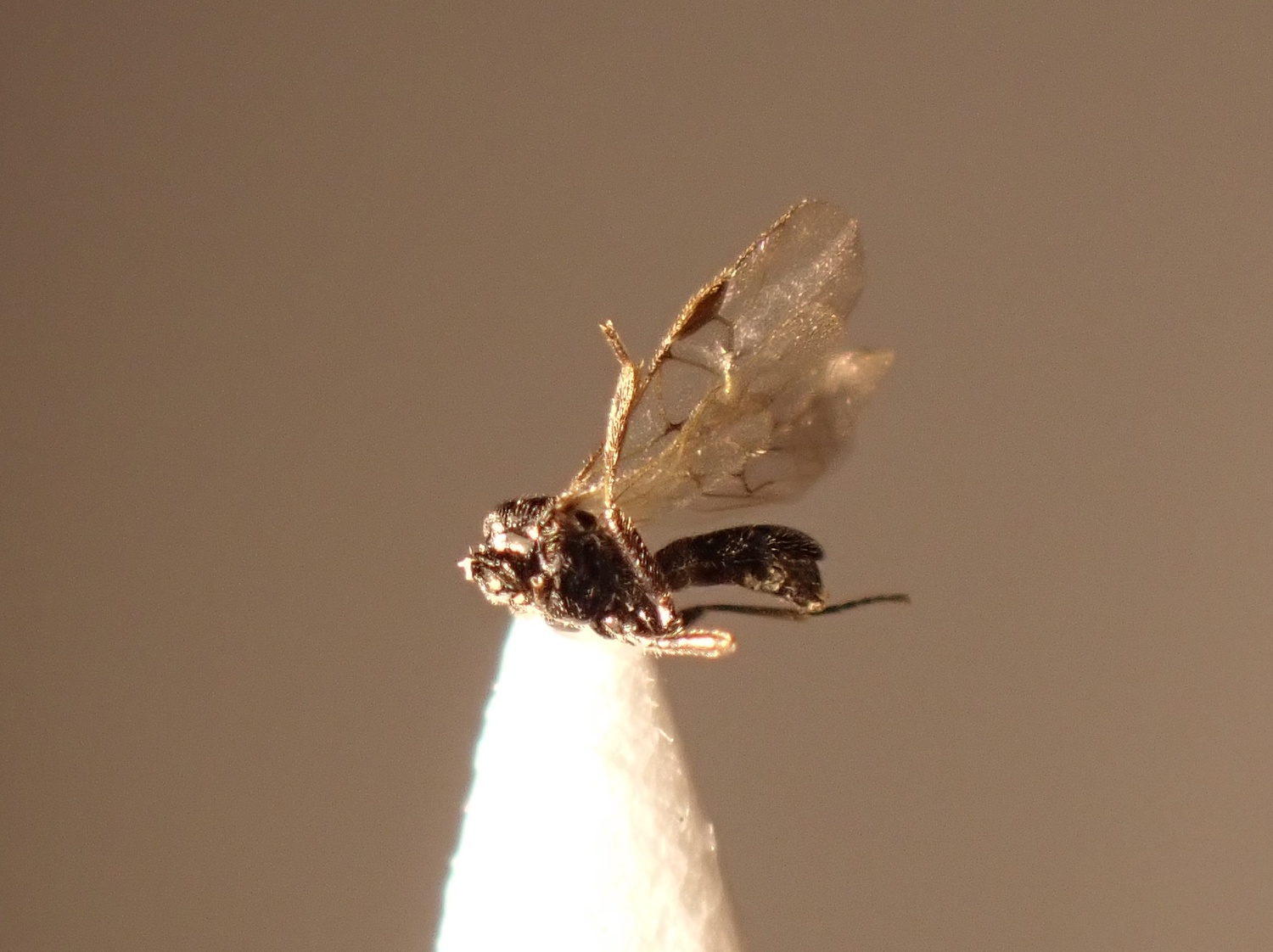 Triaspis sp.