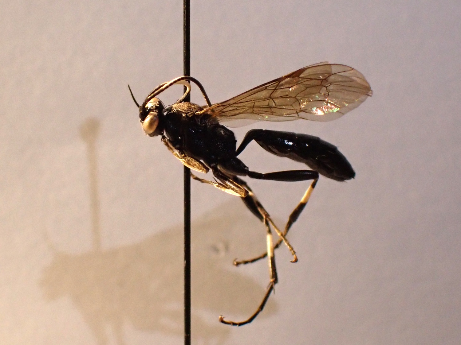 Achaius oratorius