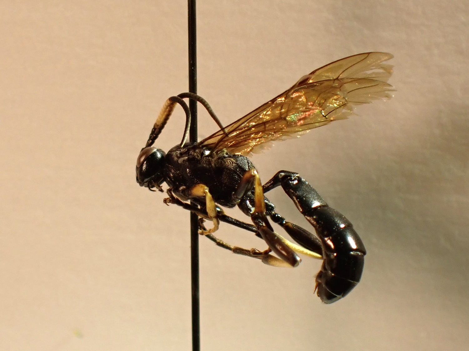 Ctenichneumon edictorius