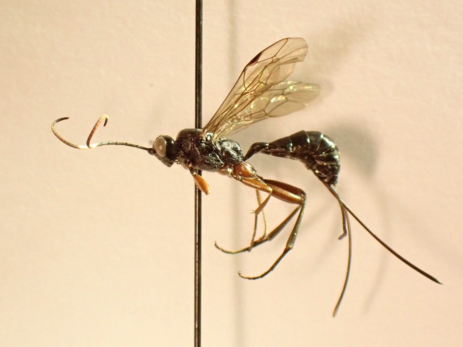 Cratocryptus furcator