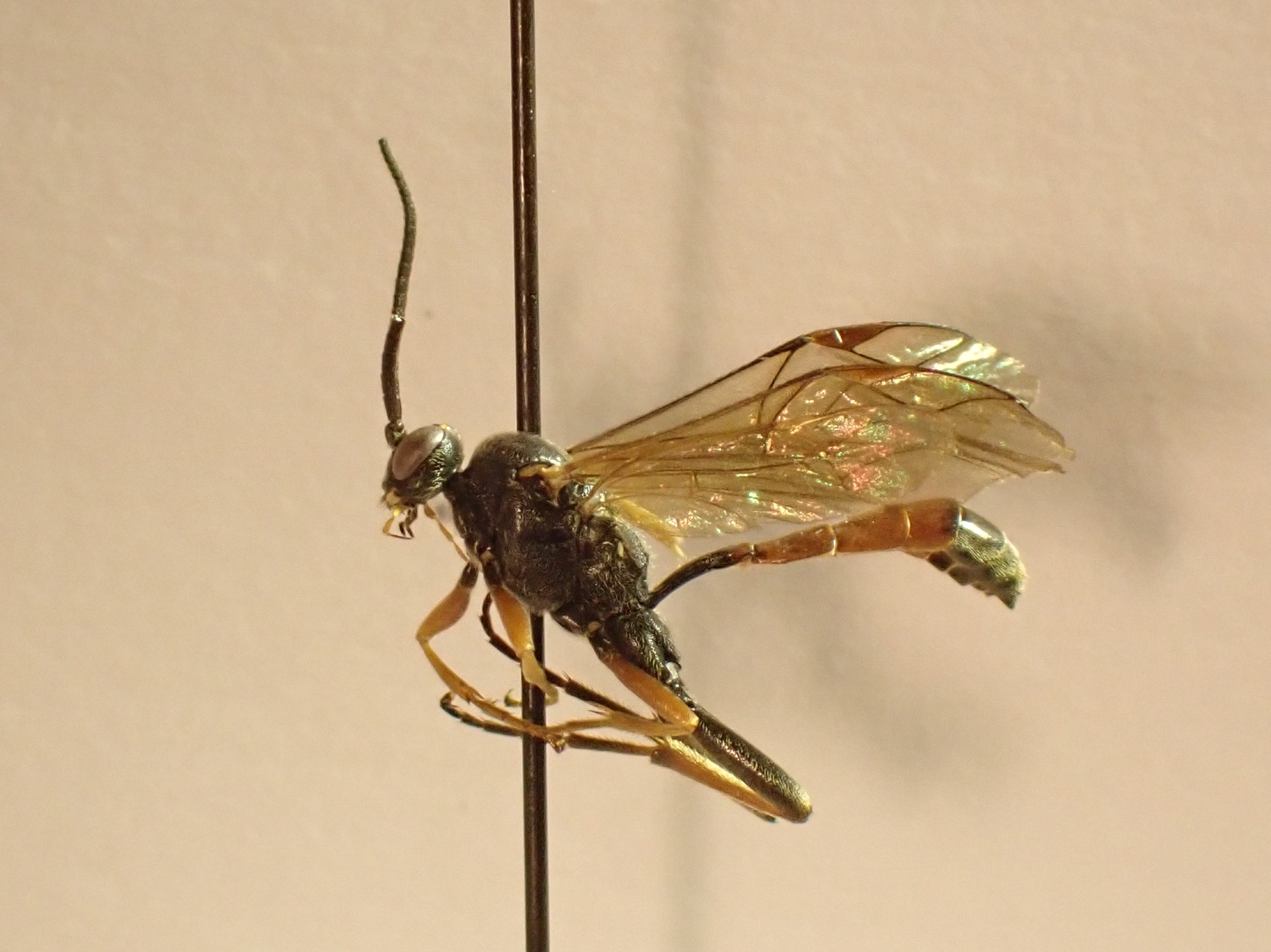Colocnema rufina