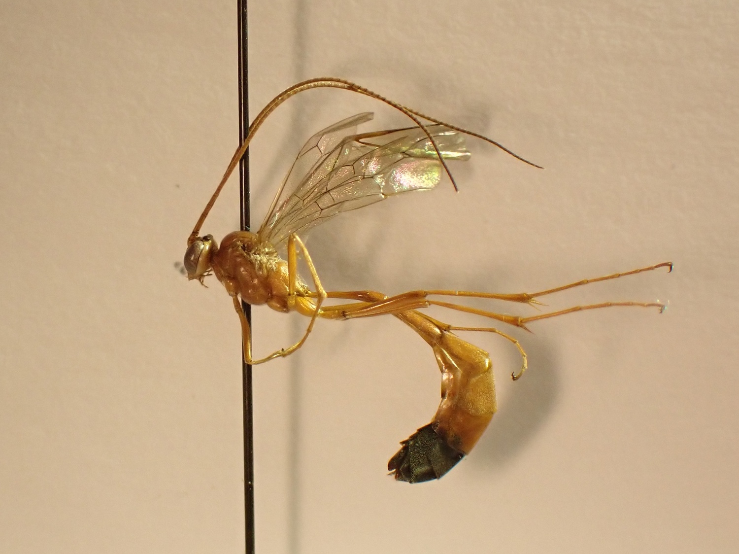 Enicospilus sp.