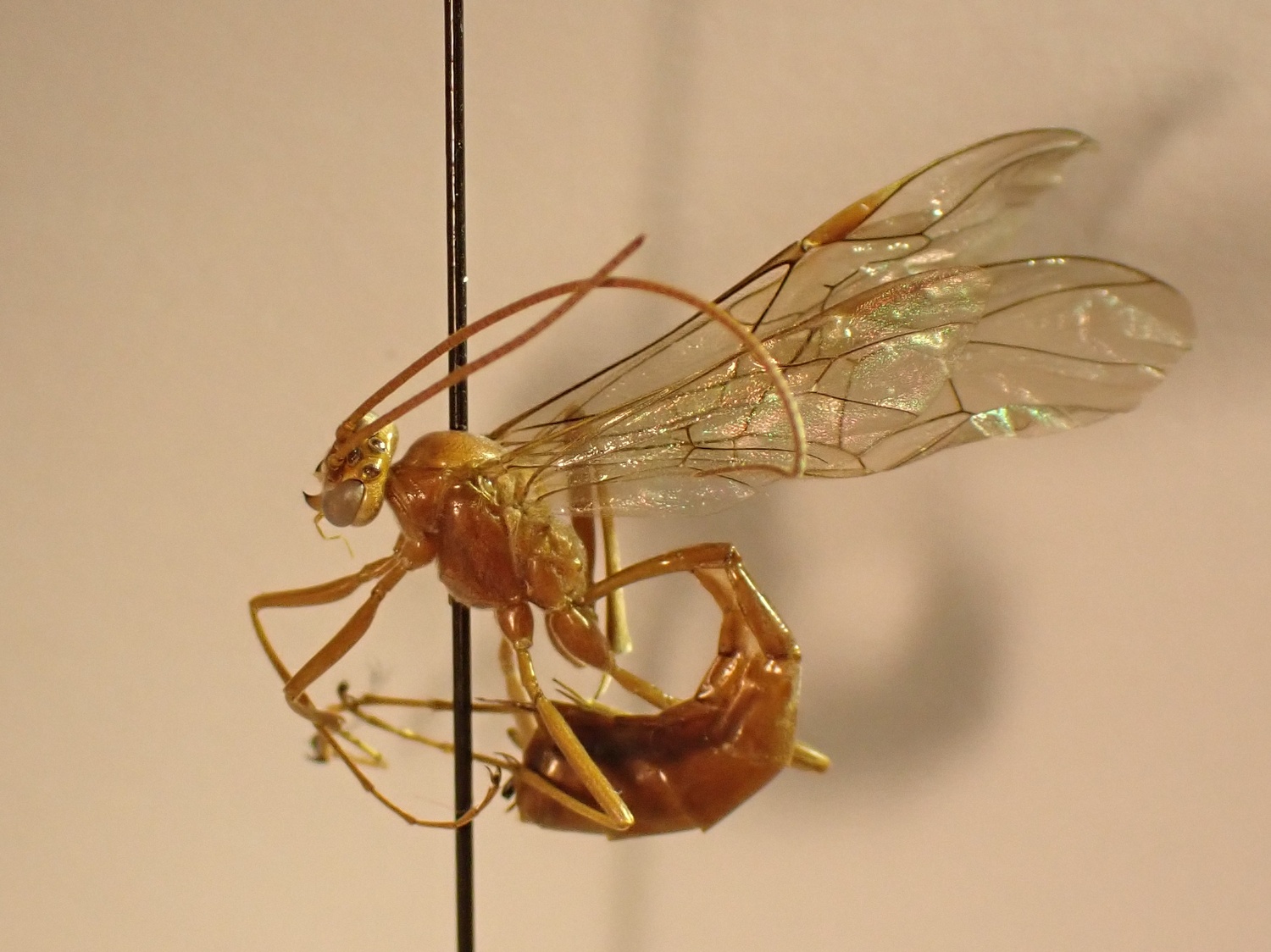 Ophion angularis