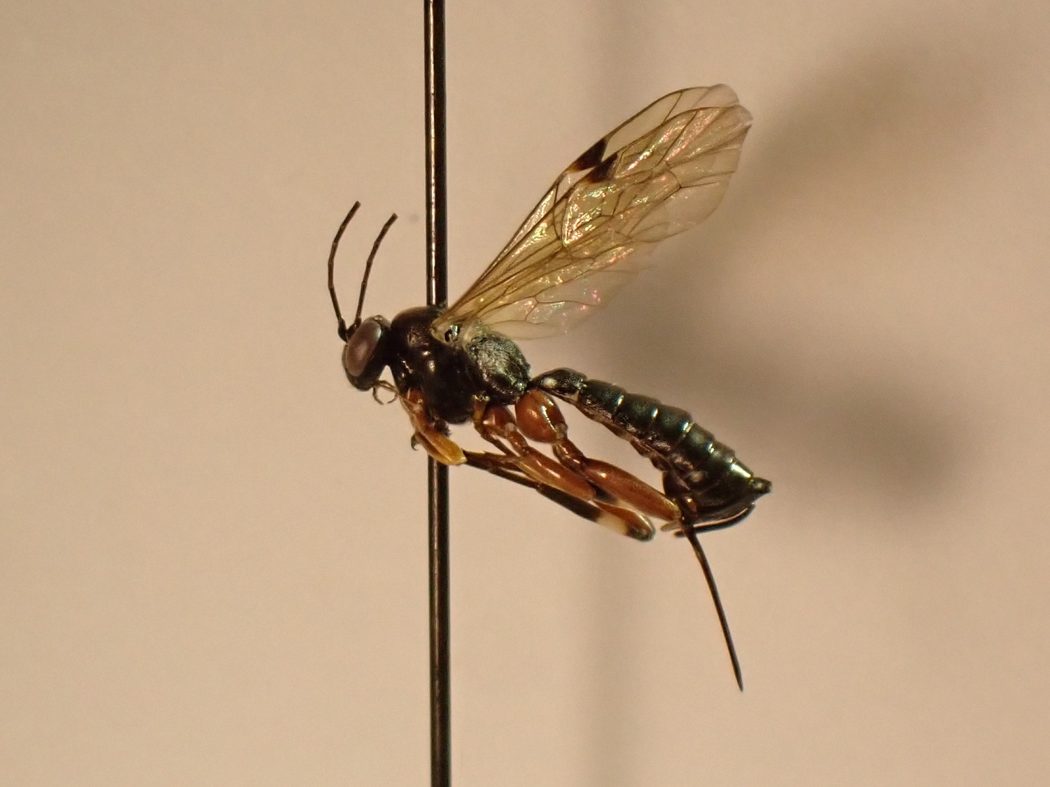 Pimpla insignatoria