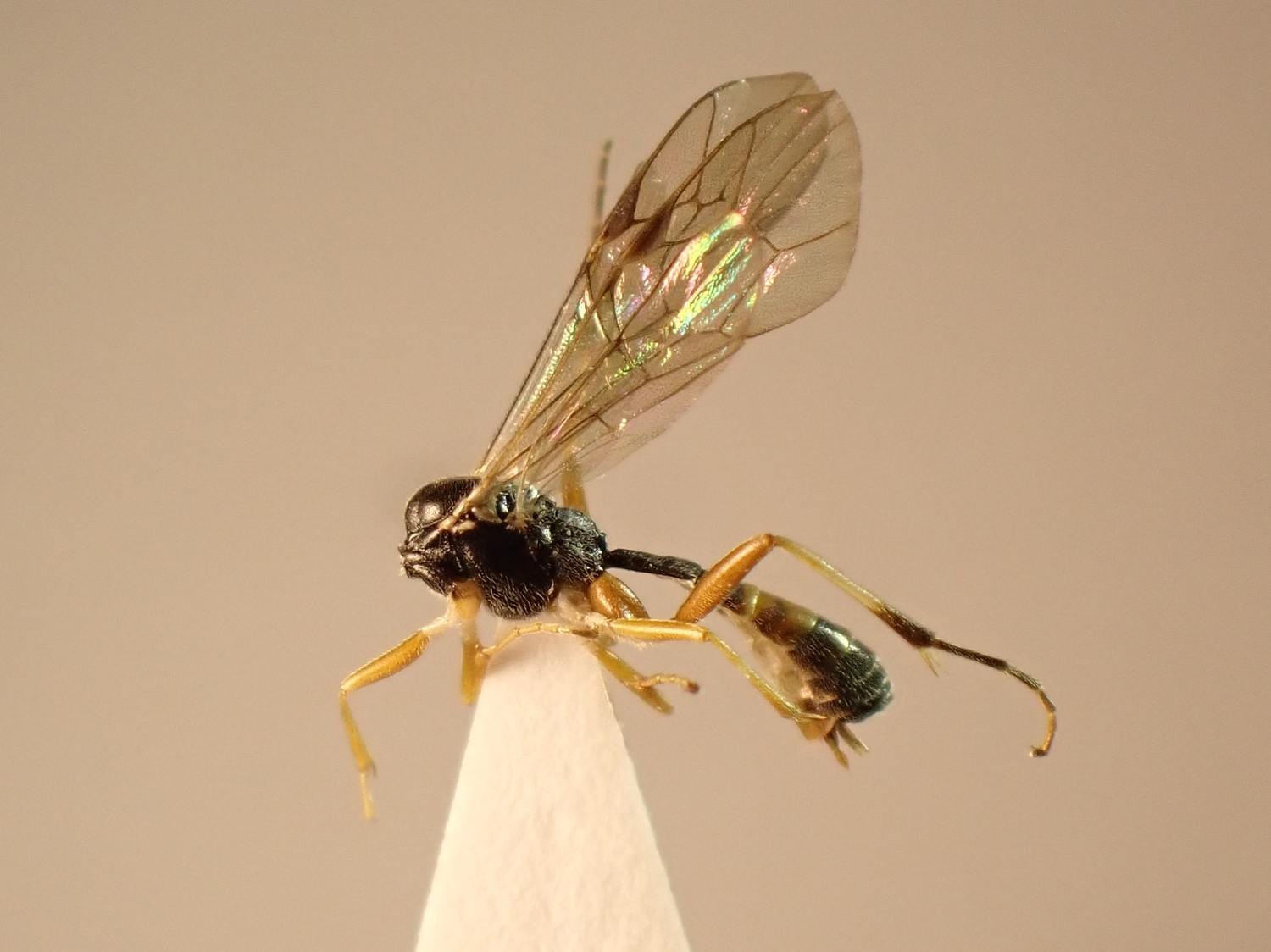 Mesoleius armillatorius
