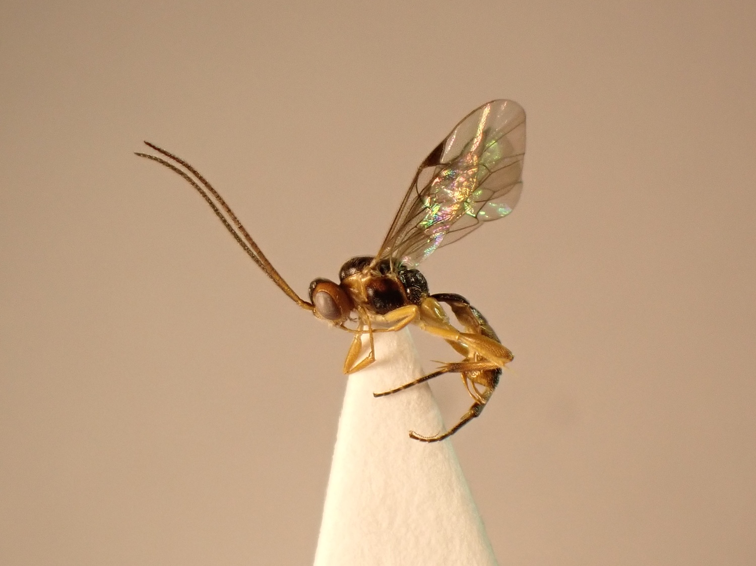 Lathrolestes luteolator
