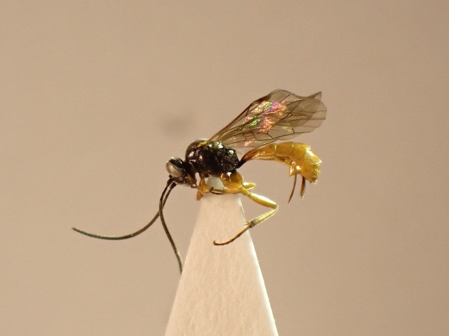 Monoblastus brachyacanthus