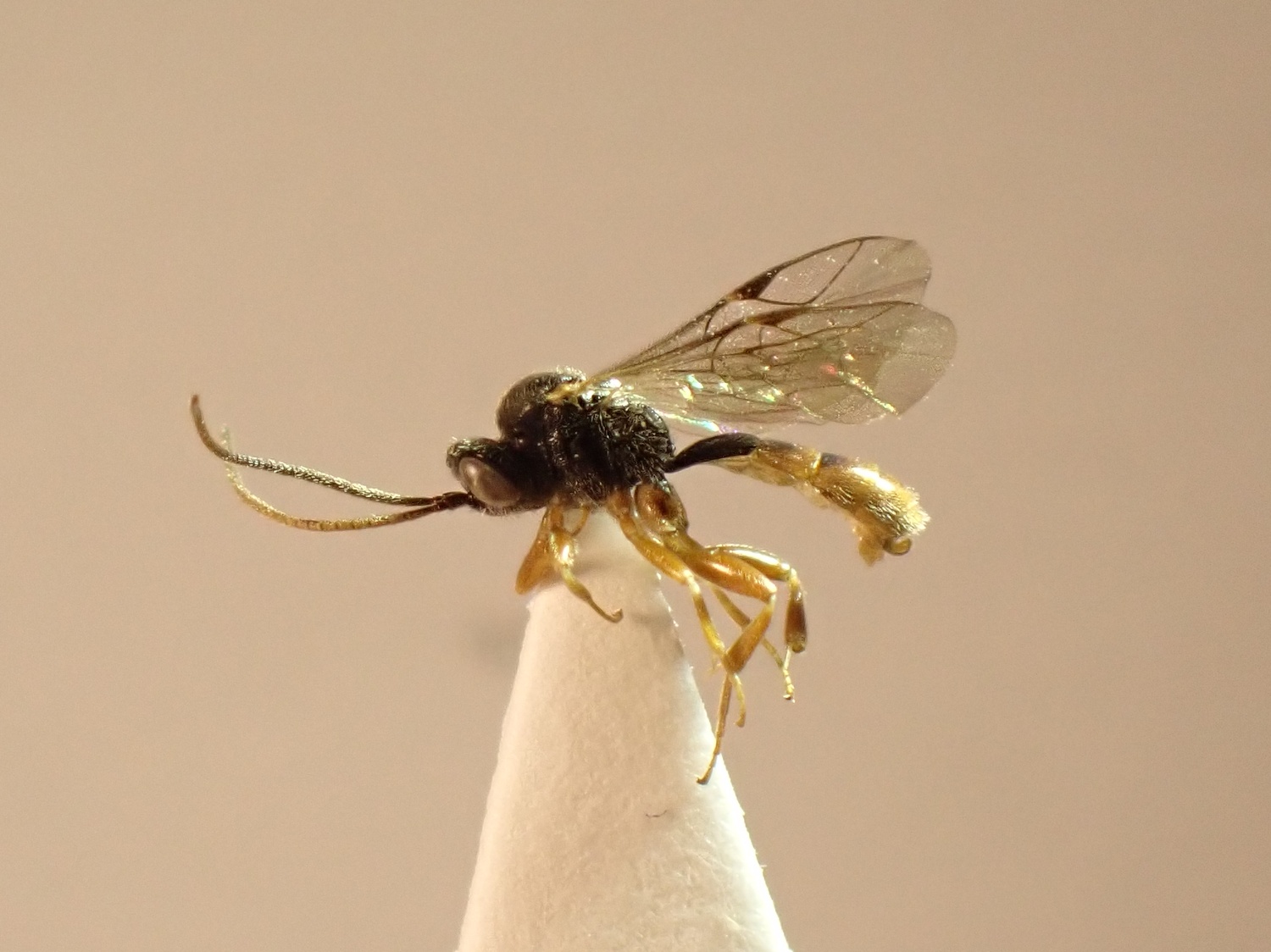 Erromenus sp.