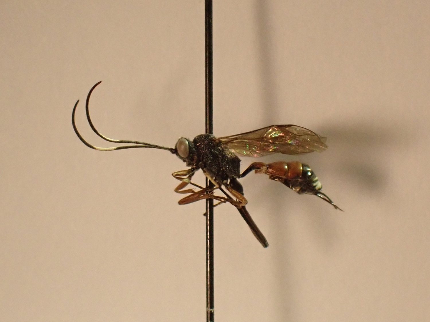 Listrognathus mactator