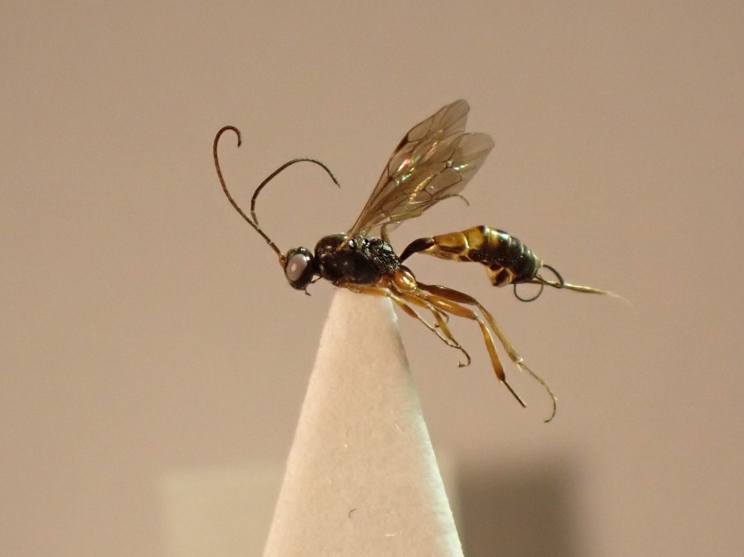 Xiphulcus floricolator