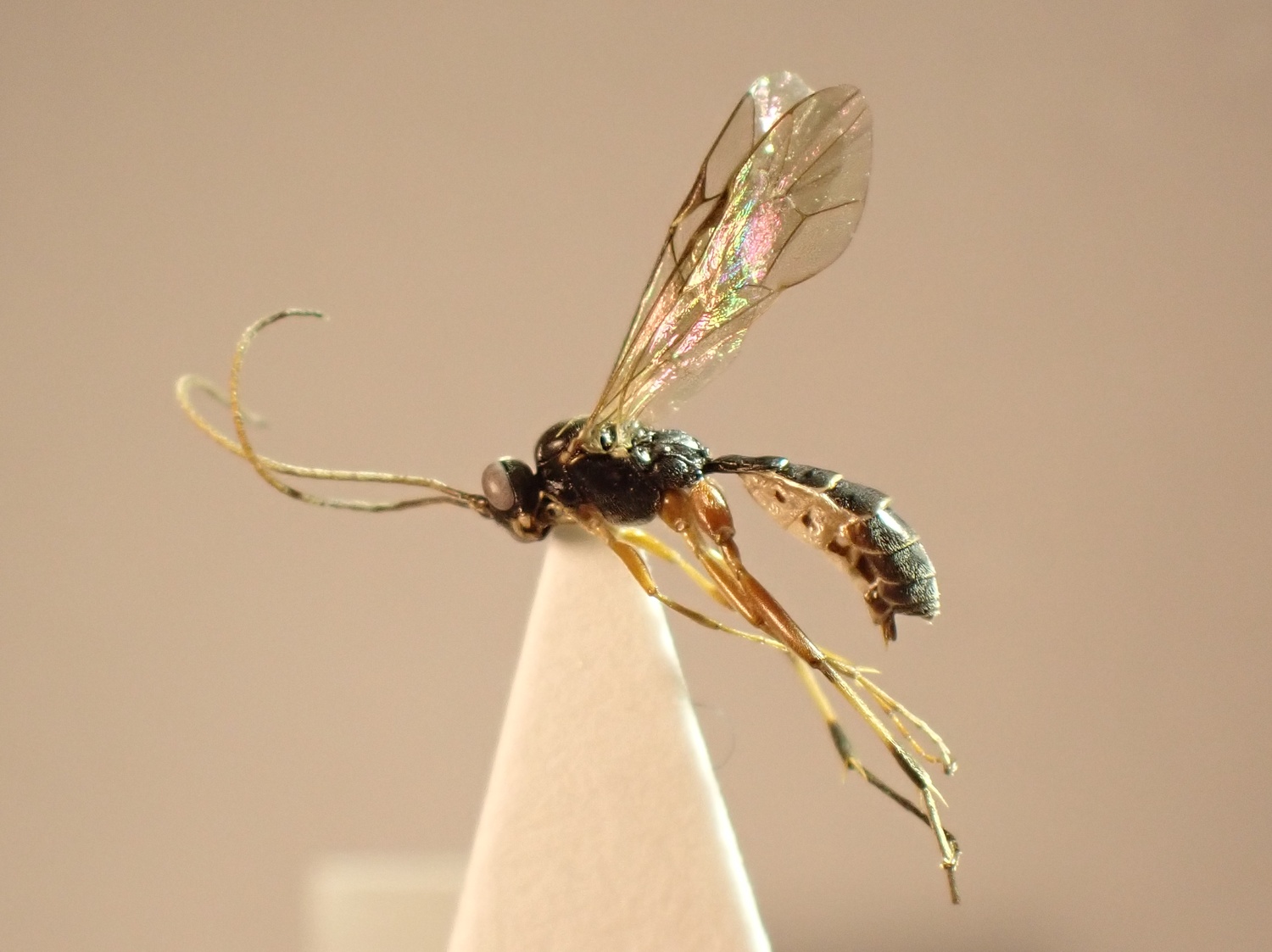 Campodorus incidens