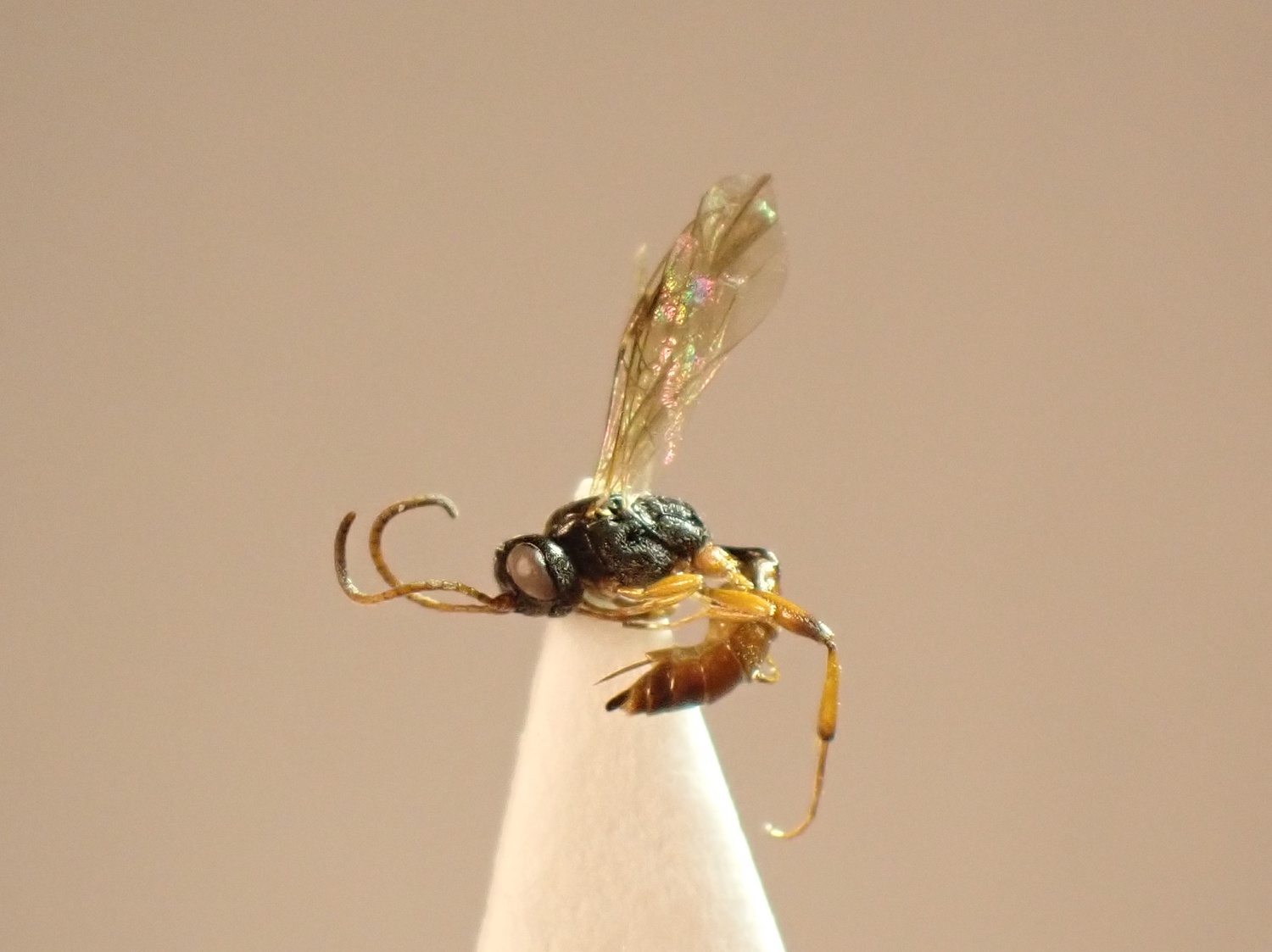 Oiorhinus pallipalpis