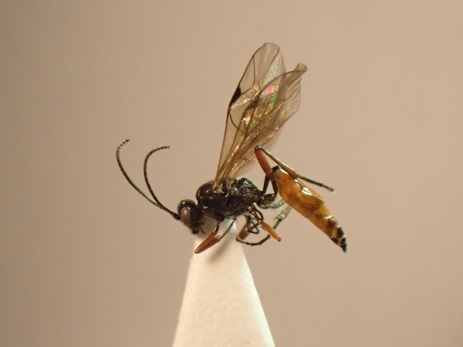 Atractodes sp.