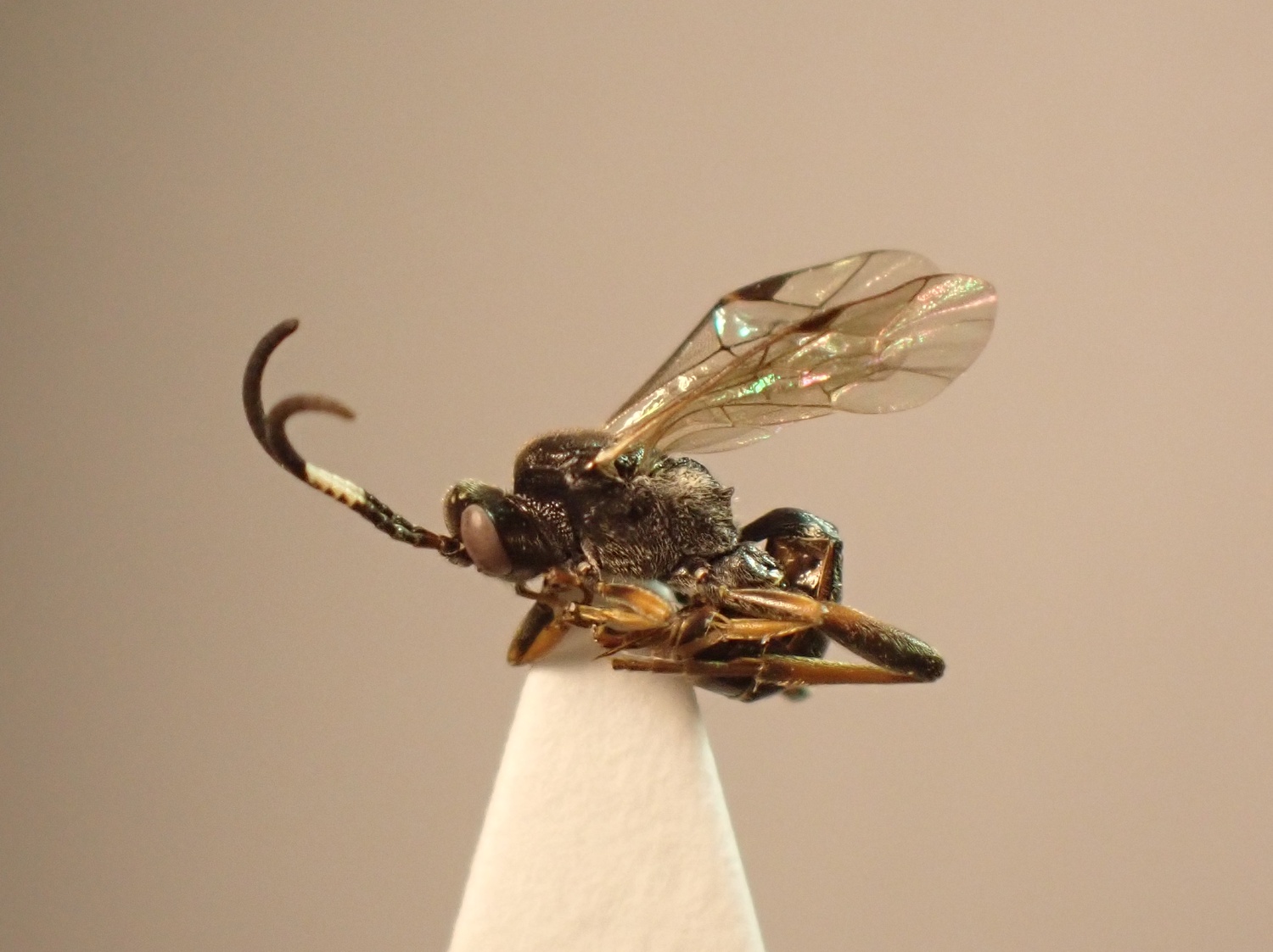 Rhembobius perscrutator