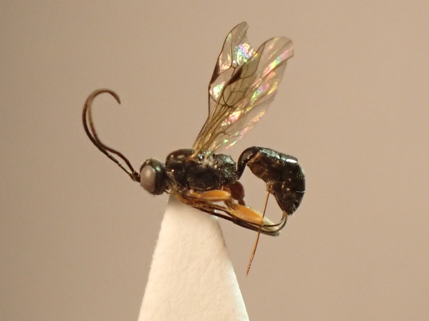 Isadelphus coriarius