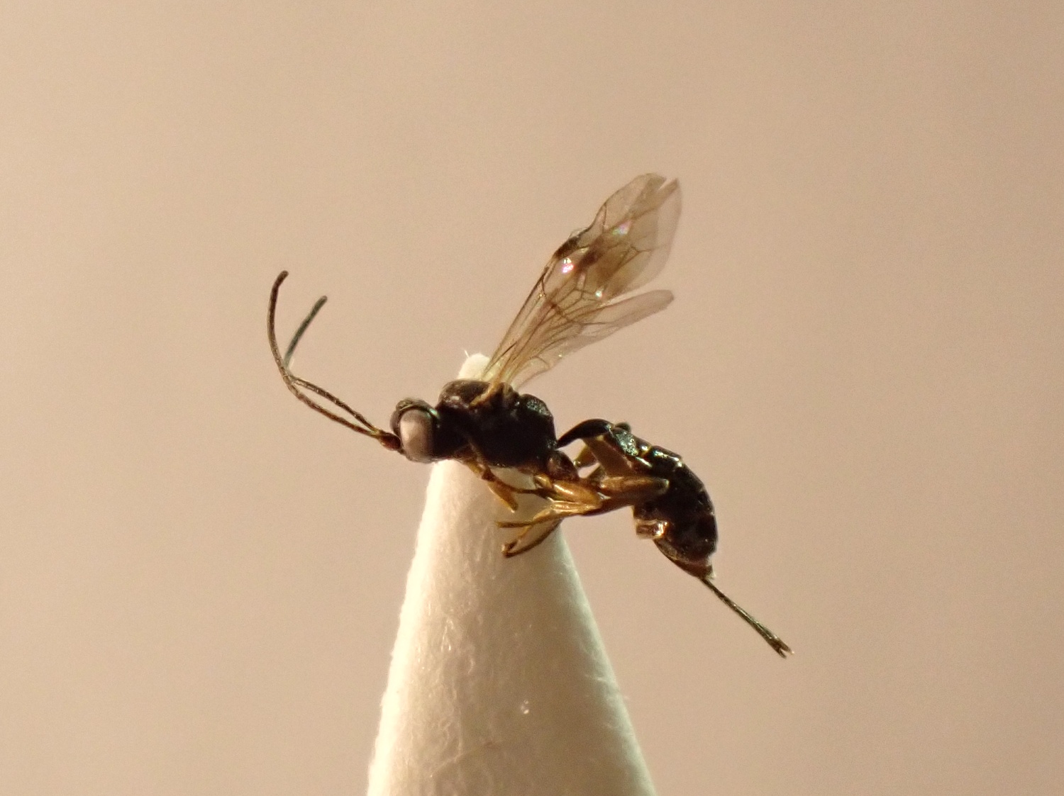 Zoophthorus sp.
