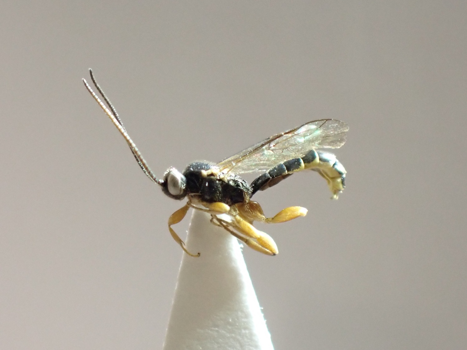 Exochus flavomarginatus