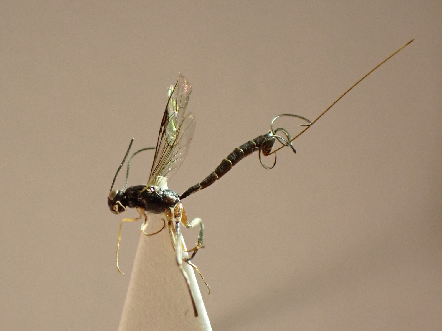 Poemenia notata