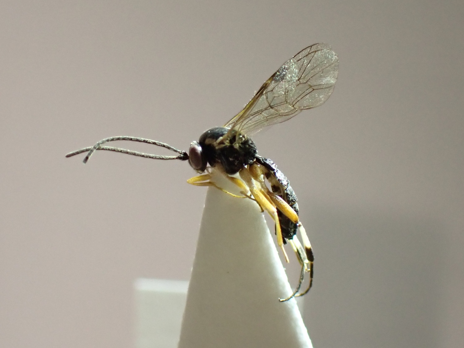 Diplazon scutatorius